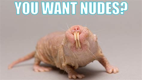 naked mole rat meme|Hilarious Canadian anti